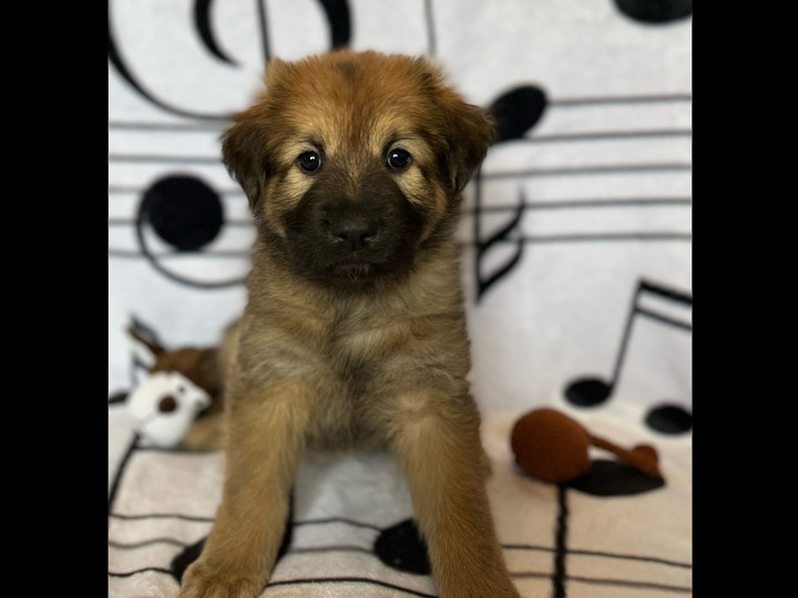 chinook puppy